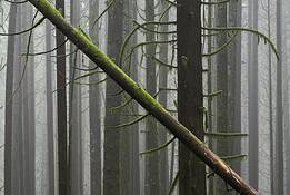 Forest_1