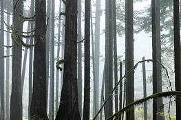 Forest_2