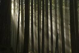 Forest_3