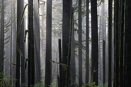 Forest_4