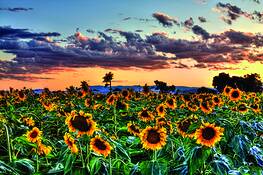 Sunflower_field