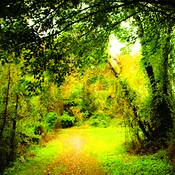 A_mystical_trail