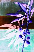 Brunhaf_olive_tree