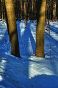 Winter_morn_3