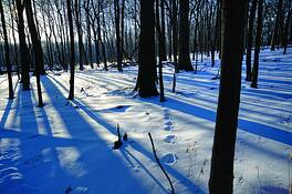 Winter_morn_4