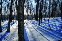 Winter_morn_5