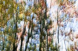 Autumn_rhythm_4