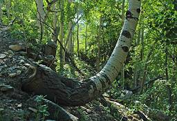 Philmont_aspen__8