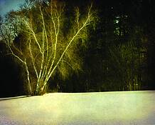 Emerson_birches