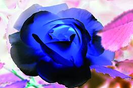 Blue_rose_1