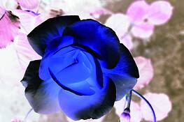 Blue_rose_3