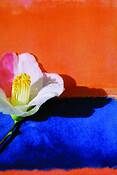 Camelia_1