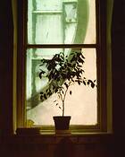 School_window