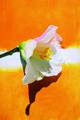 Camelia_2