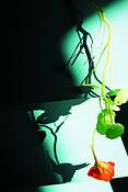 Garden_climber