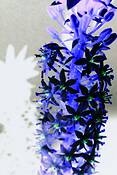 Rustie_flower_1