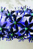 Rustie_flower_2