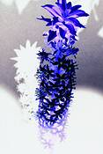 Rustie_flower_3