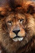 Old_lion
