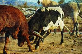 Wired_bulls