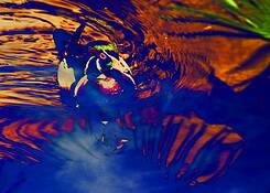 Floating_along