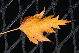 Leaf_on_grate