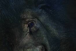Eye