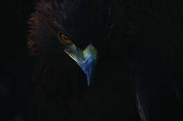 Golden_eagle