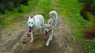 True_wolf_2