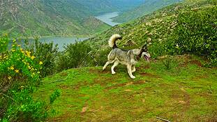True_wolf_4