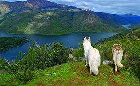 True_wolf_5