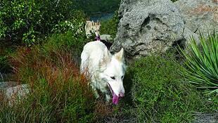True_wolf_6