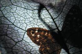 Behind_the_leaf