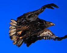 Golden_eagle