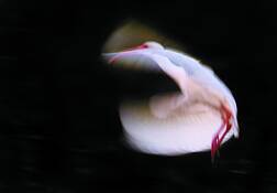 Ibis_in_flight