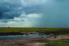 Lions_in_the_serengeti