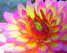 Dahlia