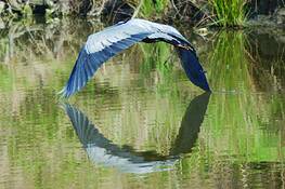 Great_blue_heron_flying