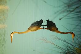 Great_blue_heron_standing_in_shadow