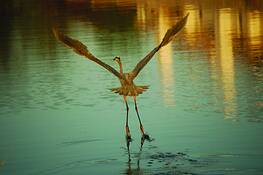 Great_blue_heron_taking_off