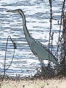 Great_blue_heron