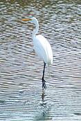 Great_white_egret_walking