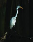 Great_white_egret_watching