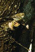 Yellow_breasted_warbler