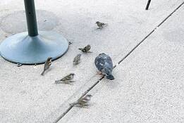 The_pigeon_and_the_sparrows_1