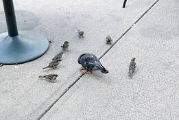The_pigeon_and_the_sparrows_3