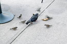 The_pigeon_and_the_sparrows_5