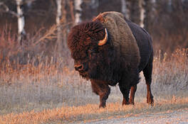 Bison