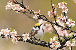 Chestnut_sided_warbler