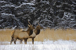 Elk